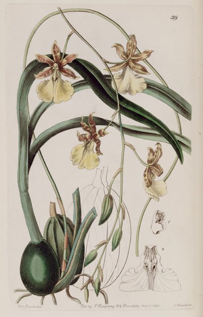 Oncidium graminifolium - Miss Drake